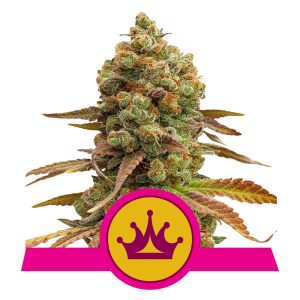 Special Queen Auto