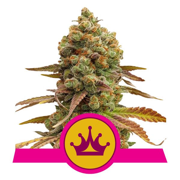 Special Queen Auto